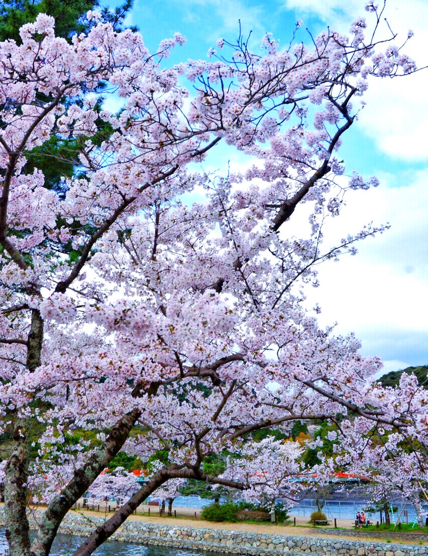 大阪樱花(大阪樱花足球俱乐部)